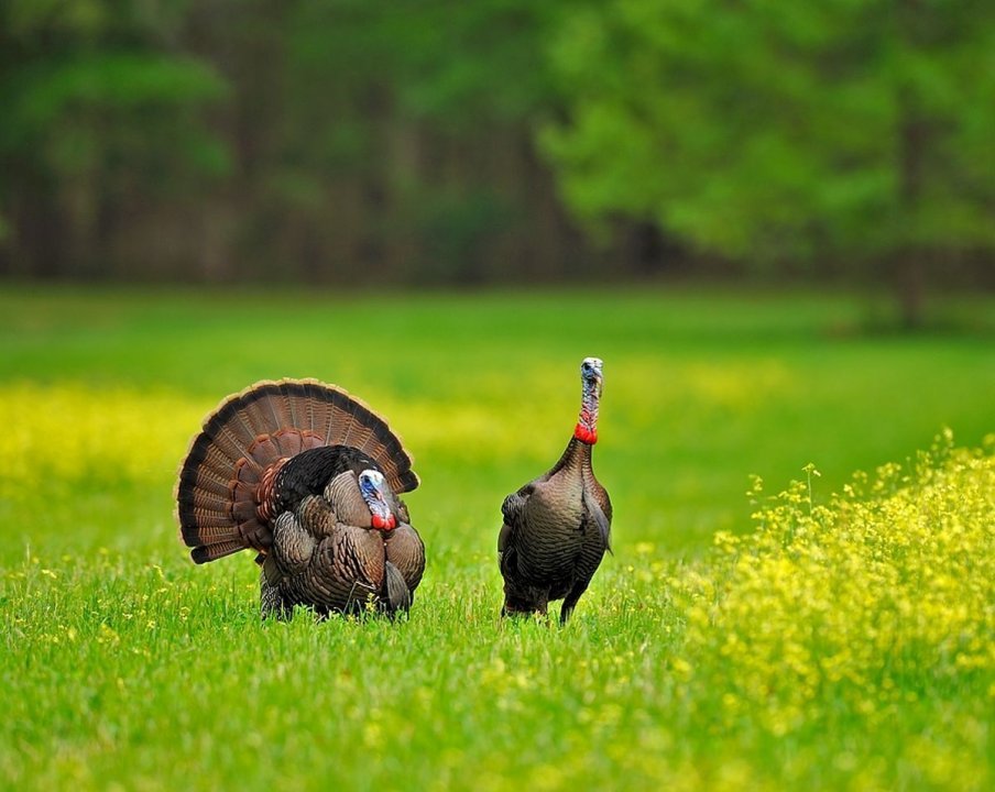 Tes Randal Jolly Photos