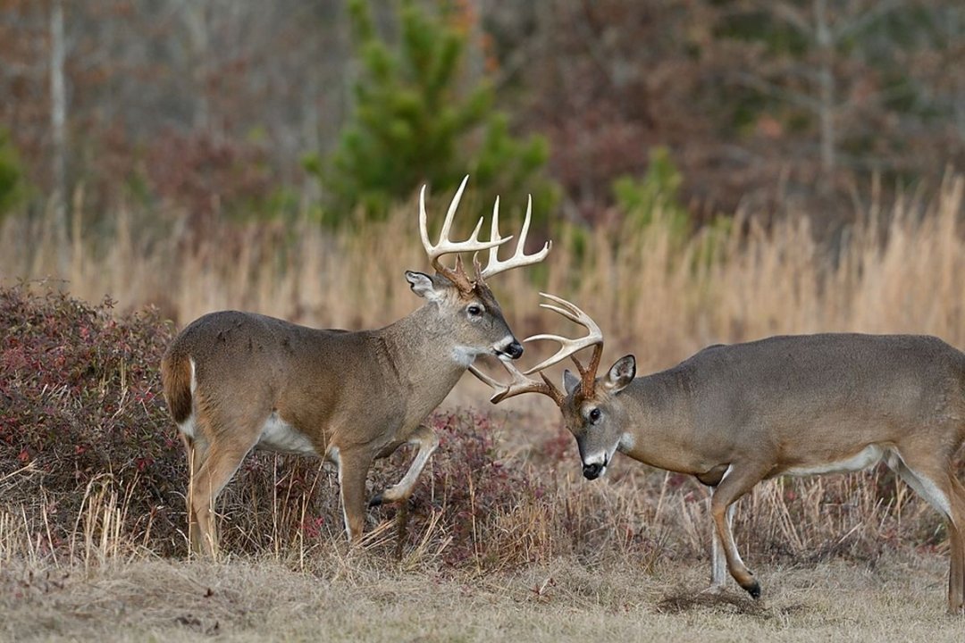 Tes Randal Jolly Photos