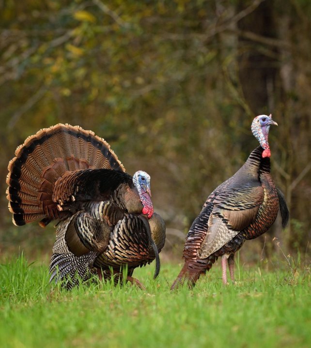 Tes Randal Jolly Photos