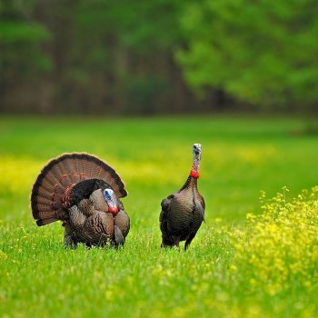 Tes Randal Jolly Photos