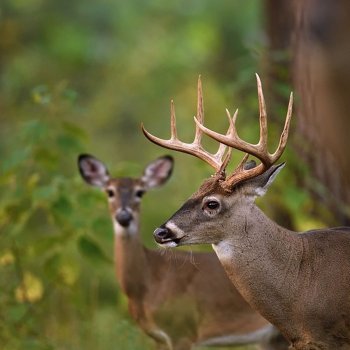 Tes Randal Jolly Photos