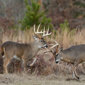 Tes Randal Jolly Photos