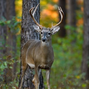 Tes Randal Jolly Photos