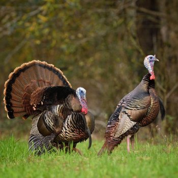 Tes Randal Jolly Photos