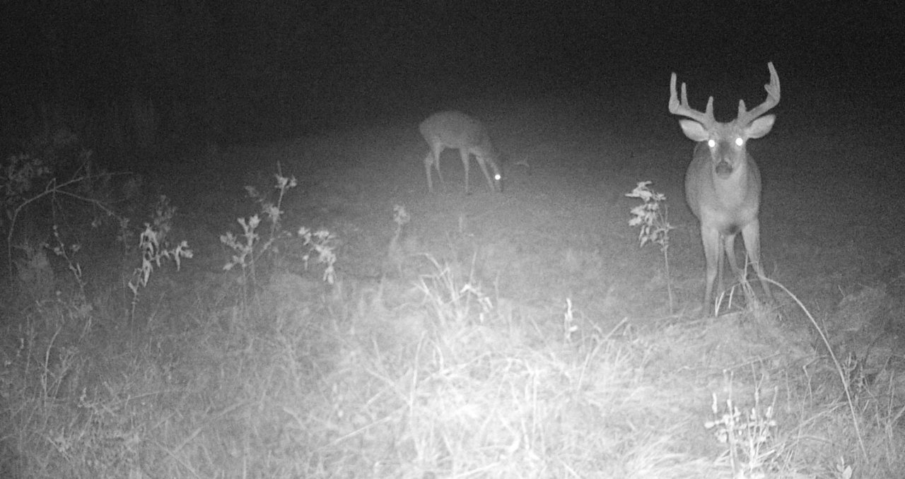 Critter Cams
