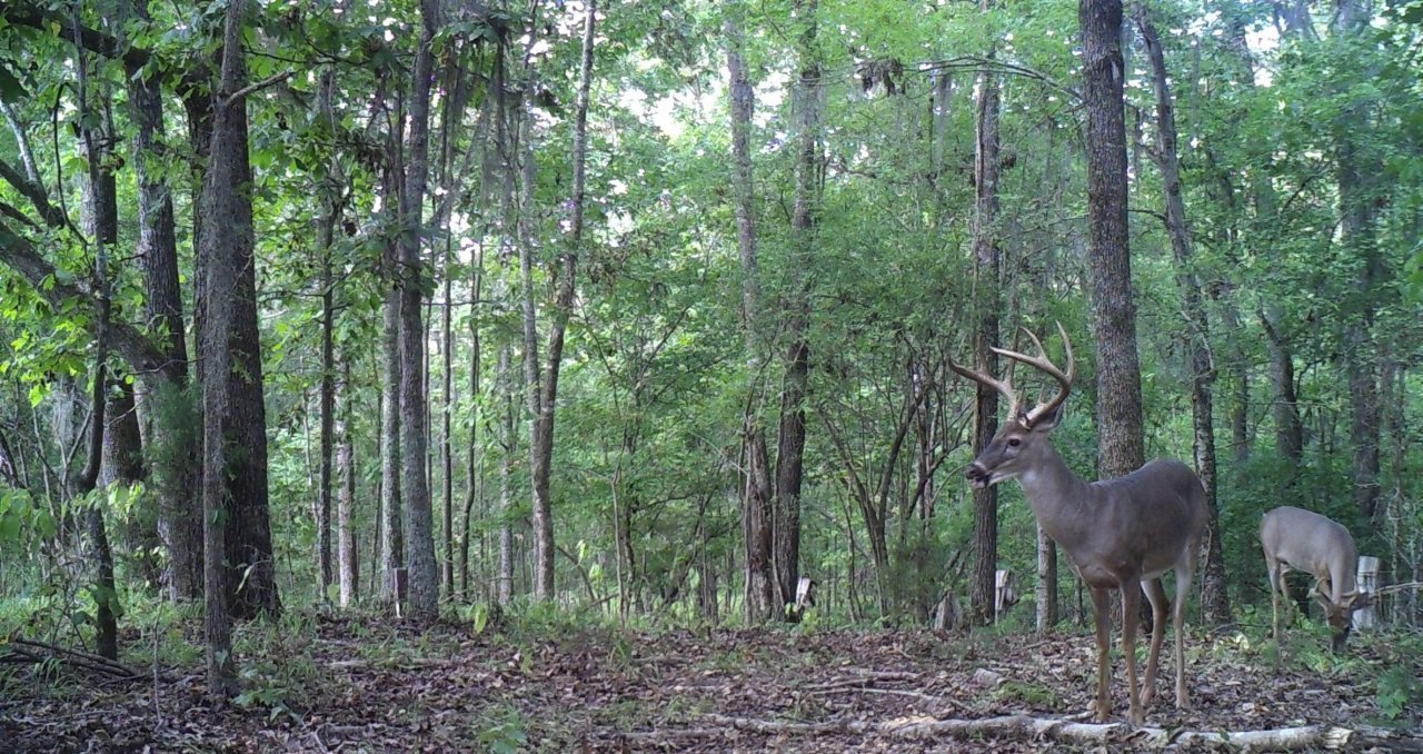 Critter Cams