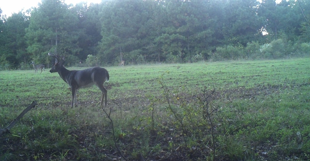 Critter Cams