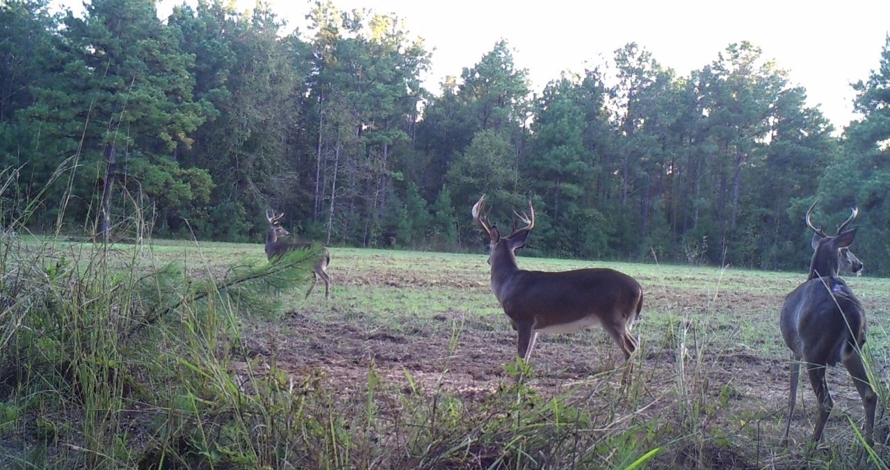 Critter Cams