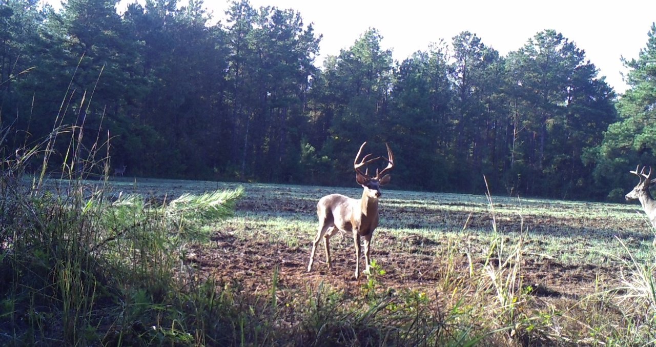Critter Cams
