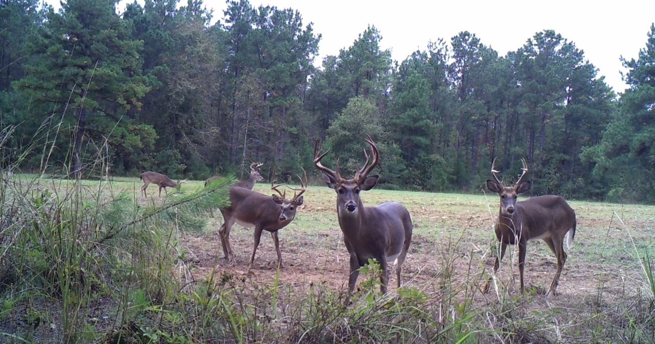 Critter Cams