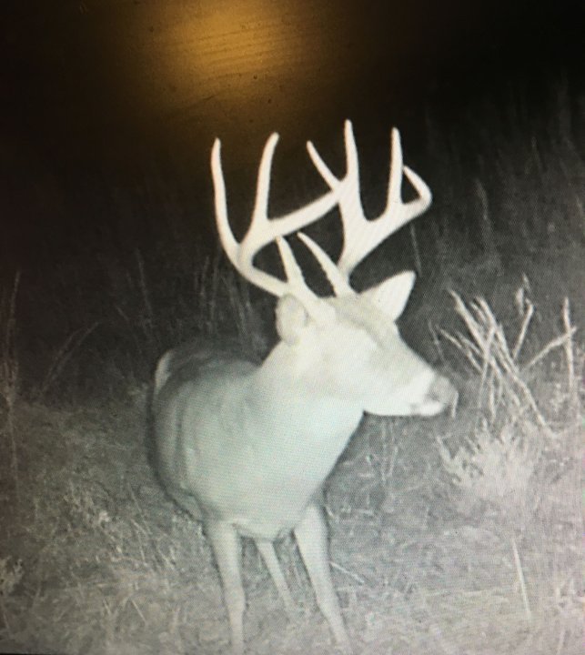 Critter Cams