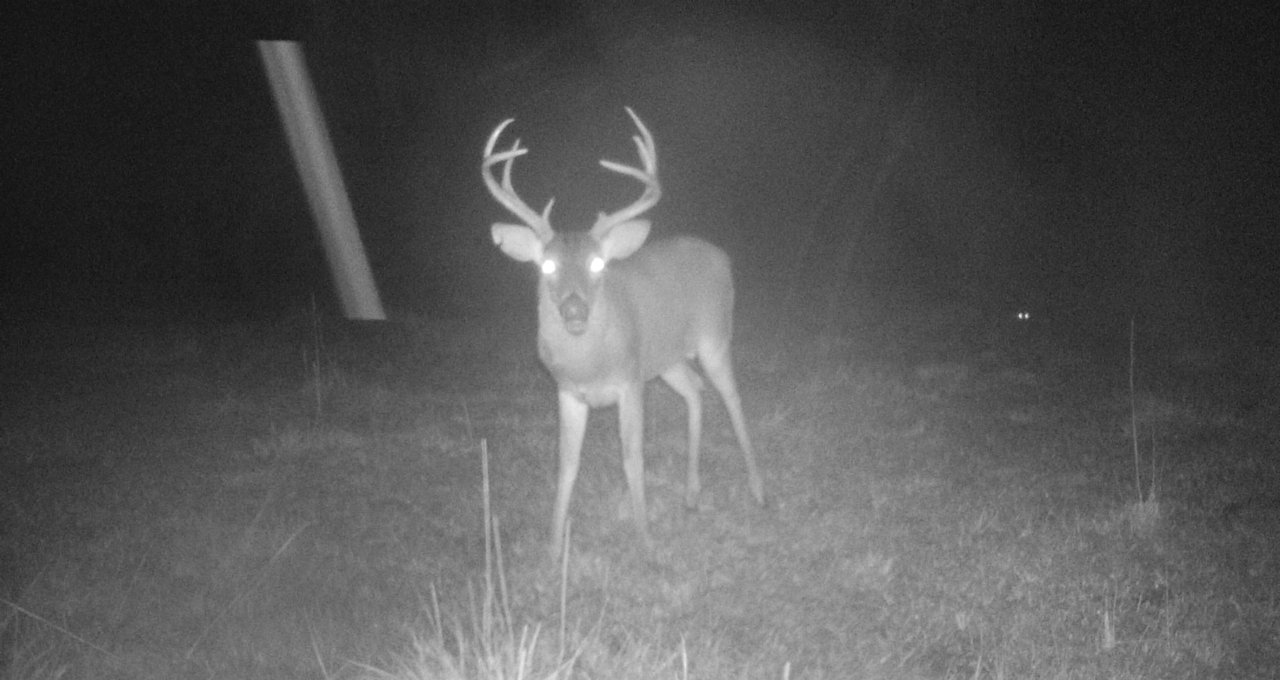 Critter Cams