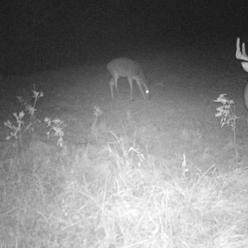 Critter Cams