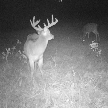 Critter Cams