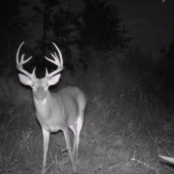 Critter Cams