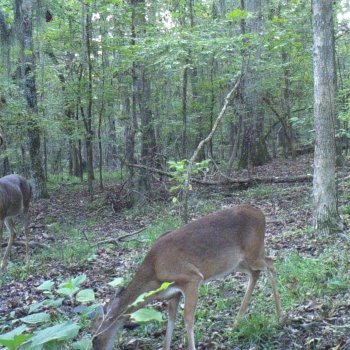 Critter Cams