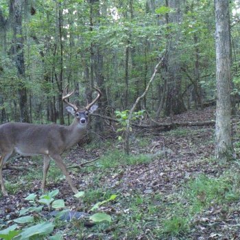 Critter Cams