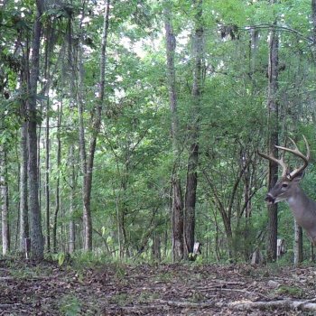 Critter Cams