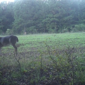 Critter Cams