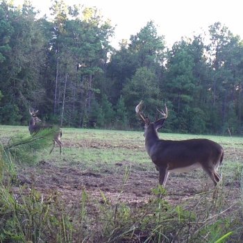 Critter Cams