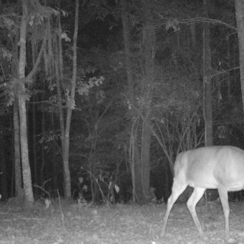 Critter Cams
