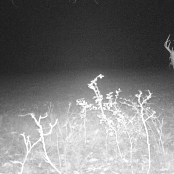 Critter Cams