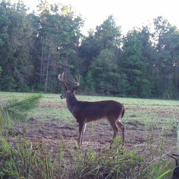 Critter Cams