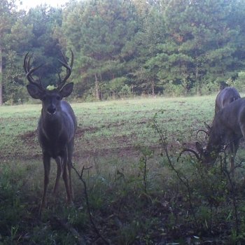 Critter Cams