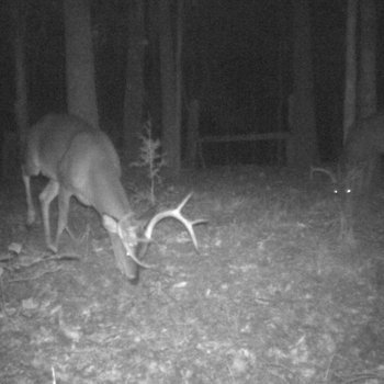Critter Cams