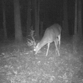 Critter Cams
