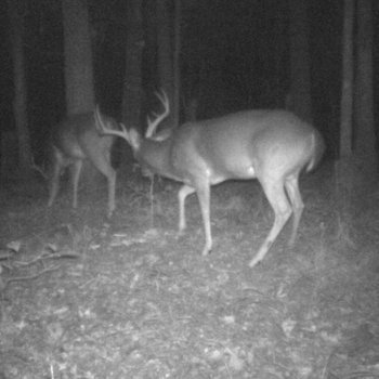Critter Cams