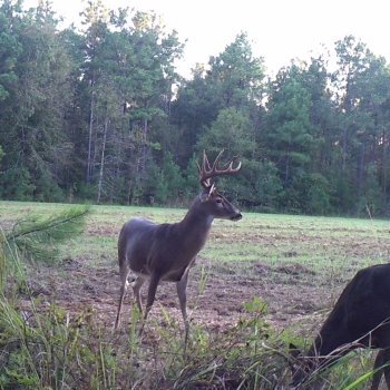 Critter Cams