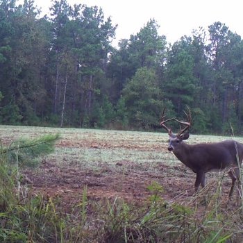Critter Cams