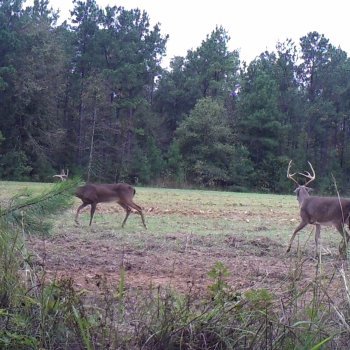 Critter Cams