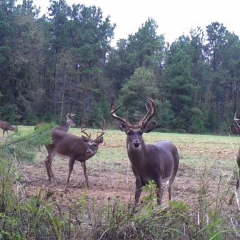 Critter Cams