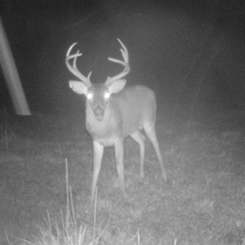 Critter Cams