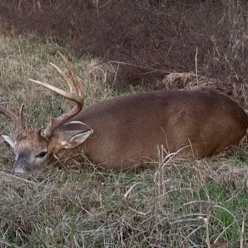 Daniel Cleckley with an awesome buck.